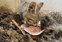 Crtica iz naše bolnice Budimo zajedno-budimo njuške