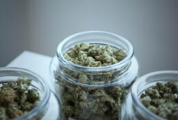 Mladi koji konzumiraju kanabis s visokim udjelom THC-a dvostruko su skloniji psihotičnim iskustvima